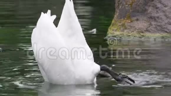 美丽优雅的白天鹅潜水在水中寻找食物视频的预览图