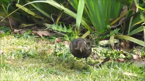 黑鸟郊野公园草地雌性觅食视频的预览图
