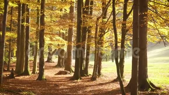 秋天阳光明媚的森林里落叶视频的预览图