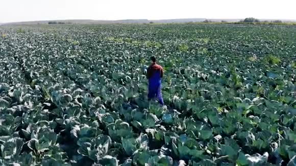 卷心菜种植园和一个沿着它行走的农夫视频的预览图