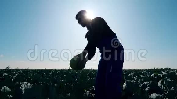 农夫农夫正在举起卷心菜看着它视频的预览图