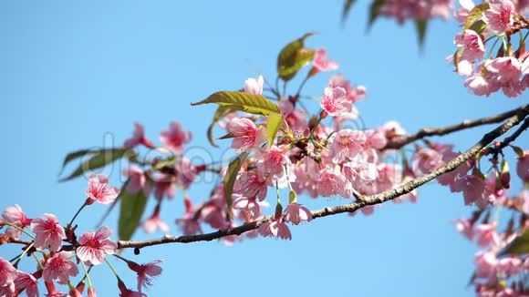 粉色的樱花花樱花喜马拉雅樱花在风中摇曳特写视频的预览图