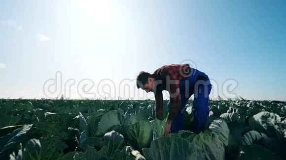 男农学家专业农业工人农民手里拿着一棵卷心菜剥掉它视频的预览图
