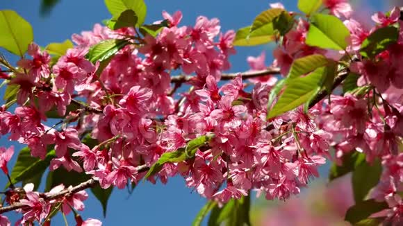 粉色的樱花花樱花喜马拉雅樱花在风中摇曳特写视频的预览图