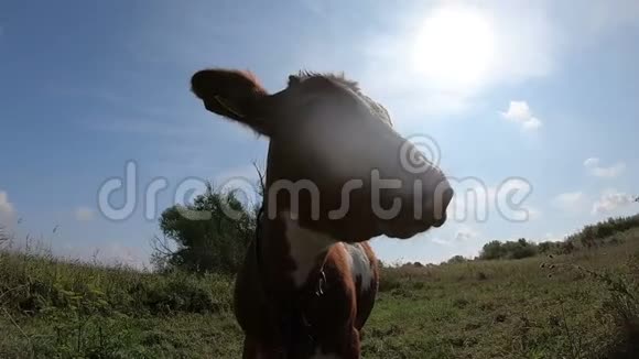 一只好奇的小牛嘴用舌头舔着相机视频的预览图