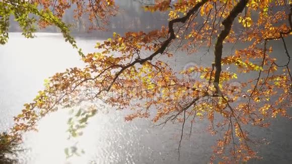 秋天的森林树湖岸上有落叶视频的预览图