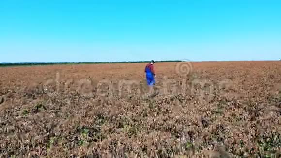死旱田的农业植物农学家正在检查有病株的田地视频的预览图