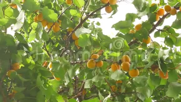 夏天的杏树视频的预览图
