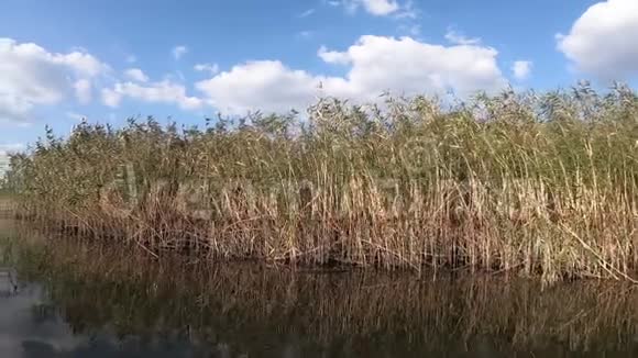 从湖水到芦苇覆盖的海岸的景色视频的预览图