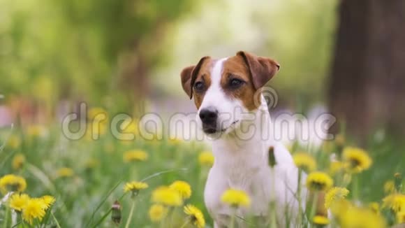 杰克罗素梗坐在草地上周围有许多黄色的花视频的预览图