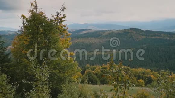 森林覆盖的山视频的预览图