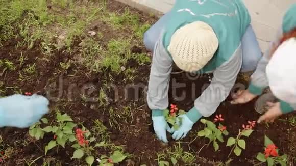 夏天女园丁在花坛上种花城市公园里女人在泥土里插花视频的预览图