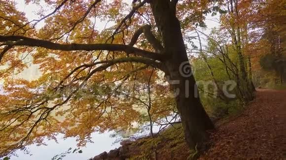 秋天森林里的一条空小路视频的预览图