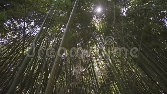 绿色丛林树木对抗蓝天和光辉的太阳旅费视频的预览图