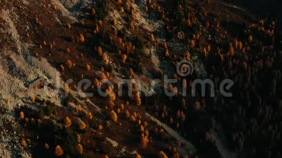 秋天迷人森林的空中拍摄视频的预览图