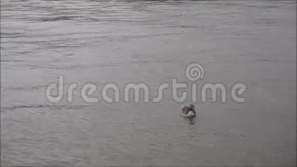 鸭子独自游泳视频的预览图