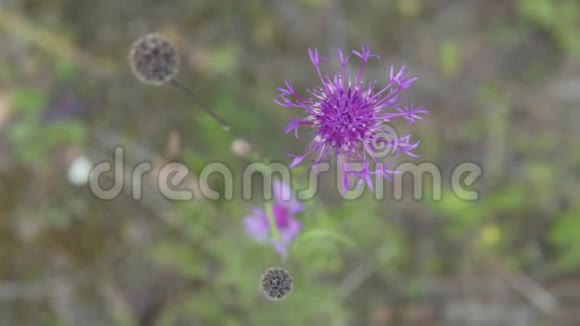 田野里的蓝色野花视频的预览图
