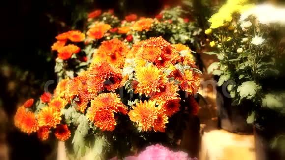 一束接近的菊花视频的预览图