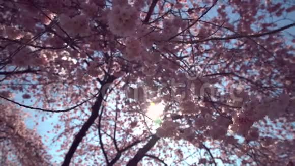 春天樱桃花和太阳花4KUHD视频的预览图