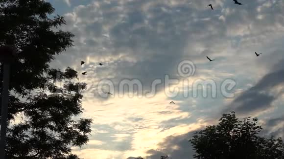 乌鸦在树冠附近逆天飞行动作缓慢视频的预览图