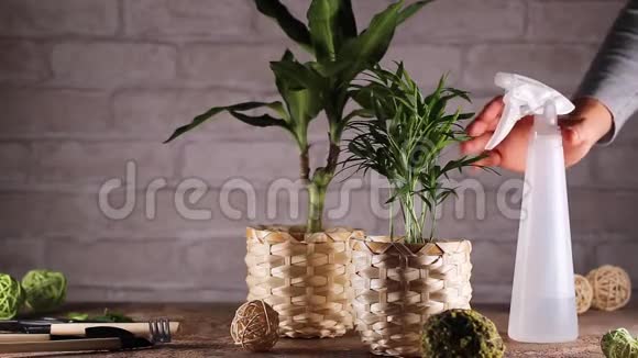女人手在家里种植物园艺概念阁楼视频的预览图