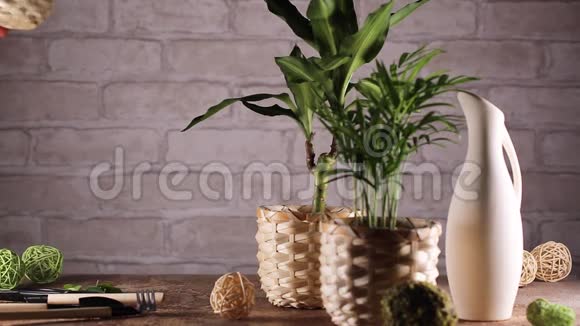 女人的手把绿色植物放在桌子上视频的预览图