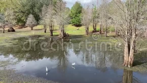 水杉树生长在干燥的池塘中视频的预览图
