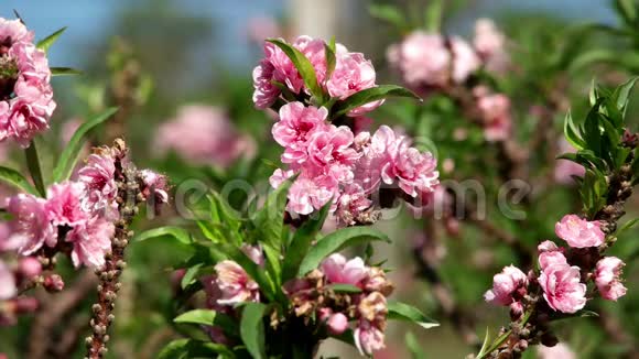 春暖花开的时候花园里开着粉红色的桃花视频的预览图