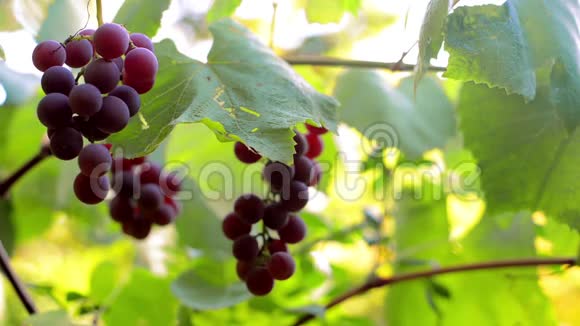阳光明媚的一天树枝上挂满了一束葡萄视频的预览图