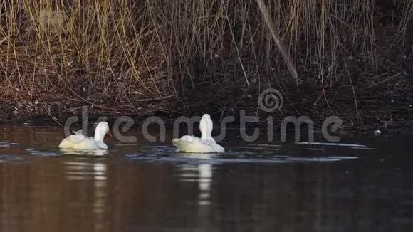 家养的白鸭在水中慢动作视频的预览图