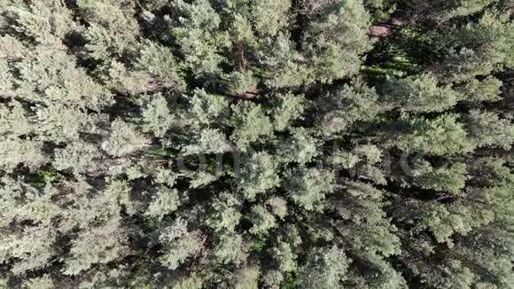 日落或日出时夏季可从高空俯瞰4k松林景观视频的预览图
