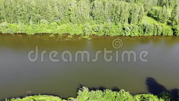 阳光明媚的夏日森林中的河顶景色视频的预览图
