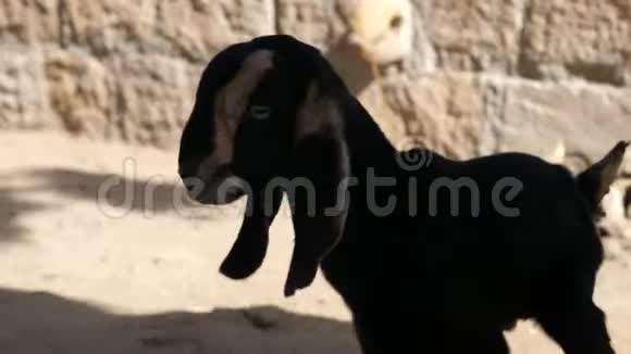 瓦拉纳西街上的小山羊视频的预览图