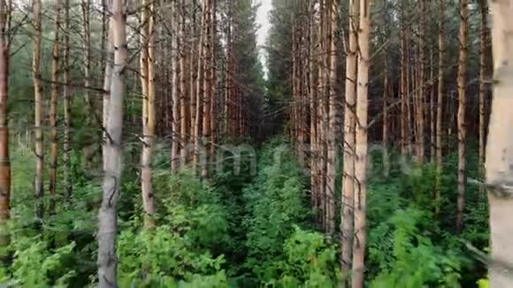 夏季云杉和松林的苍蝇拍视频的预览图