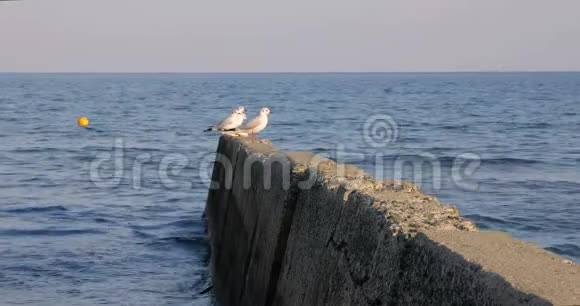 三只鸟海鸥坐在海滩上的防波堤上在大风天气下在水面上飞翔和翱翔拉纳卡视频的预览图