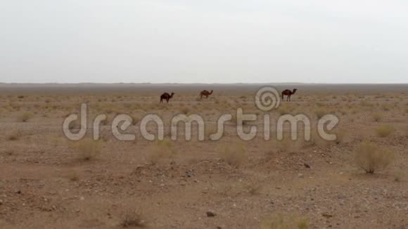 野生骆驼视频的预览图