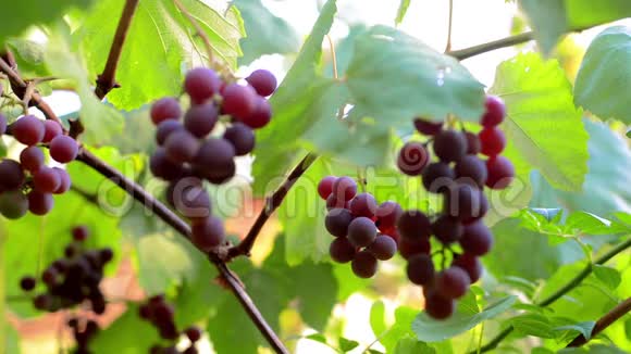 在阳光明媚的日子里一串串的葡萄在树枝上视频的预览图