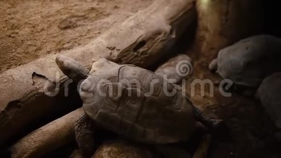 海龟试图用沙子爬过石头4k视频的预览图