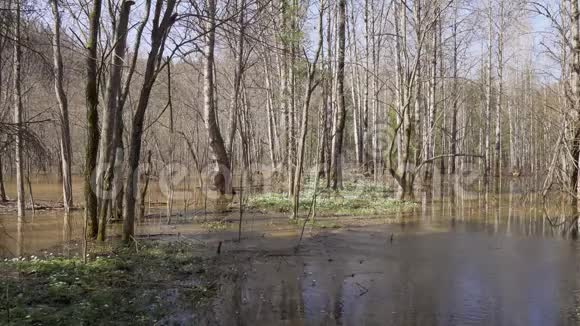 春季森林中的高水位河流洪水后淹没了树木视频的预览图