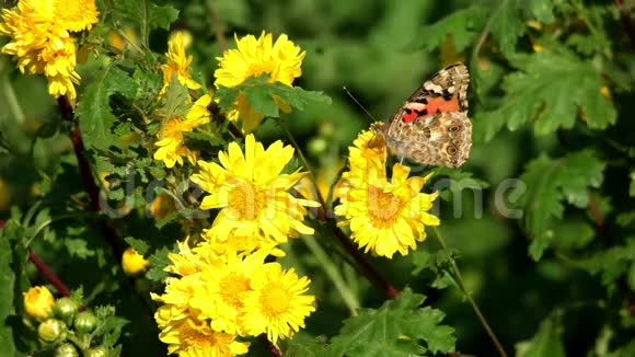 蝴蝶从有机黄菊花中吸出花蜜视频的预览图