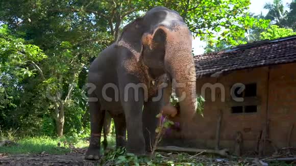 印度大象在小屋附近的公园里吃树枝视频的预览图