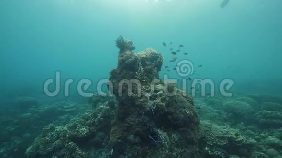 一个女人在充满珊瑚和热带鱼的蓝色海洋里浮潜视频的预览图