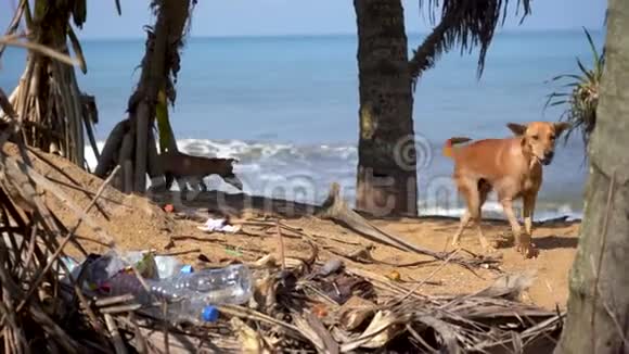 无家可归的狗和她的小狗沿着海滩散步寻找食物视频的预览图