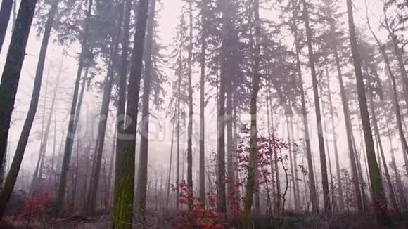 雾中的春林相机的平稳运动A视频的预览图