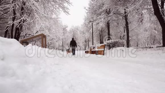 在公园度过美好的冬日满是雪的树男人带着狗走路视频的预览图