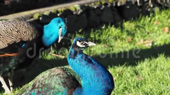 春天在一个公共的灯塔山公园美丽的雄性多色孔雀走在绿色的草坪和花坛上视频的预览图