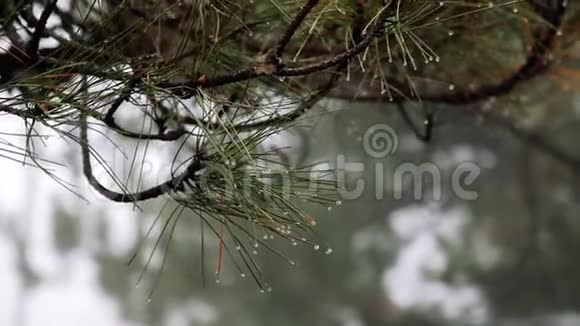 阴天时云杉枝上雨滴的特写视频的预览图