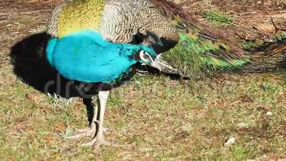 春天在一个公共的灯塔山公园美丽的雄性多色孔雀走在绿色的草坪和花坛上视频的预览图