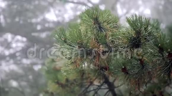 阴天雨天雾天结露树枝视频的预览图