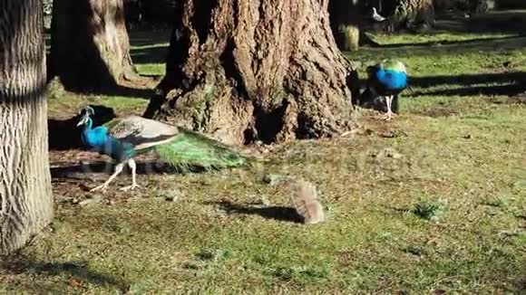 春天在一个公共的灯塔山公园美丽的雄多色孔雀和松鼠在绿色的草坪上互动视频的预览图